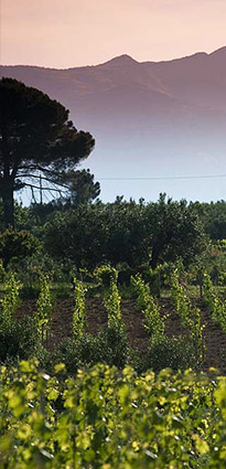 on-Sicily - the area around the borgo - apartment with swimming pool in Balestrate, Sicily